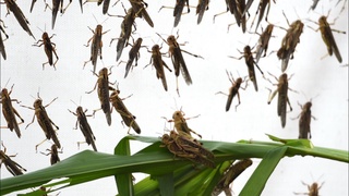 Ўзбекистонда чигирткага қарши бепул дорилаш бошланди