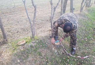 21 туп қайрағоч хеч қандай рухсатномаларсиз кесиб ташланди