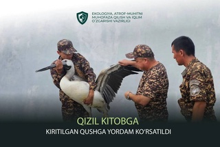 В Каракалпакстане спасли краснокнижного розового пеликана