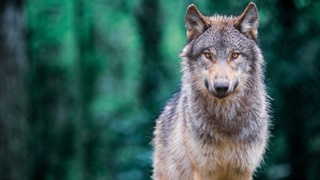 Hindistonda bo'rilar hujumi oqibatida o'n nafar bola halok bo'ldi
