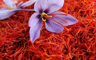 Иранские специалисты помогут Узбекистану развивать выращивание шафрана, фисташки и картофеля