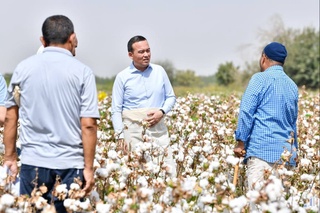 Сурхондарёда пахта йиғим-терим ишлари бошланди