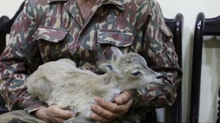 O'zbekistonda Qizil kitobga kiritilgan tog' qo'yini o'g'irlagan brakonyerlar qo'lga olindi