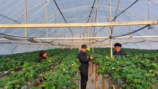 Davlatobodda gidroponika usulida qulupnay yetishtirilmoqda