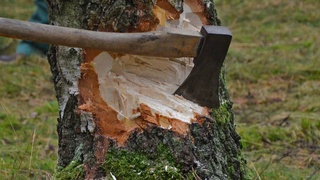 О повреждении деревьев теперь можно сообщить через Telegram-бот Минприроды