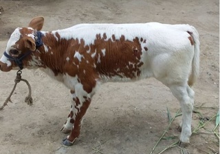 Сирдарё вилоятида сунъий уруғлантириш натижасида наслли бузоқлар олинмоқда