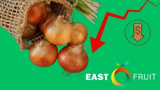 Oʻzbekistonda piyoz narxi rekord darajada tushib ketdi