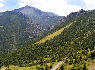 Сурхондарё ўрмонлари ҳақида нималарни биласиз?