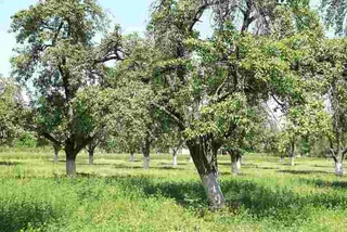 “O'rmon malikasi”ga “Davlat tabiat yodgorligi” maqomi berildi
