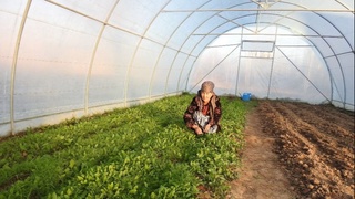 Теплица как бизнес на приусадебном участке