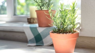 Для здоровья сердца и от инфекций: лечебные травы, которые можно вырастить на подоконнике