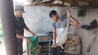 В Кашкадарье задержан браконьер, убивший и снявший шкуры с 43 краснокнижных варанов