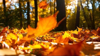 Dam olish kunlari Oʻzbekistonda iliq va quruq ob-havo saqlanadi