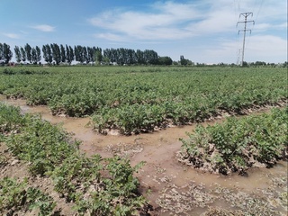 Ёшлар ердан қандай фойдаланяпти?