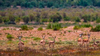 Потенциал экотуризма в Узбекистане: от воспитательной функции до высоких технологий