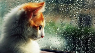 Ўзбекистонда 20 март куни ёмғир ёғади