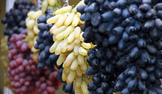 Боғотнинг узумчиликни ривожлантириш тажрибаси