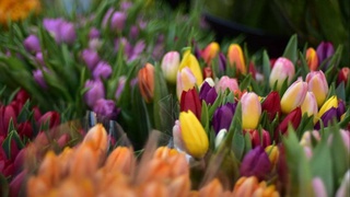 Ӯзбекистон барои воридоти баъзе гулу ниҳолҳо боҷро бекор мекунад