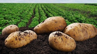 Нуротада 200 гектар ерга такрорий экин экилади