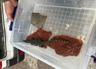 Toshkentdagi veterinariya klinikalarining birida saqlanayotgan timsoh bolasi Toshkent hayvonot bogʻiga topshirildi