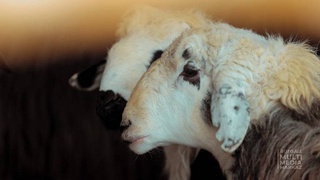 В Ферганской области выведен новый тип овец