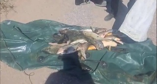 Задержаны браконьеры, повторно занимавшиеся незаконным выловом рыбы в Сырдарье