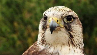 Балобанов и сапсанов пытались продать за 280 млн сумов