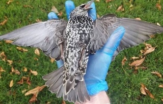 Нидерландия 5G интернетини ишга тушириш пайтида юзлаб қушлар нобуд бўлди