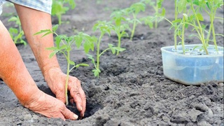 Современные подходы в сельском хозяйстве: доволен дехканин - насыщен рынок