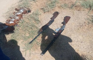 В Самаркандской области задержаны браконьеры, убившие краснокнижных фазанов
