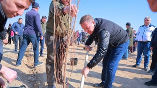 Показательная акция по посадке деревьев объединила около 15 тысяч навоийцев