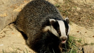 Икки бош бўрсиқни сотмоқчи бўлган фуқаролар тезкор гуруҳ томонидан ушланди