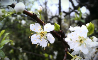 Hayit kuni ob-havo biroz bulutli boʻladi
