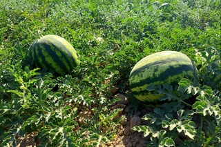 Қашқадарияда қарбыз экспорты басталды