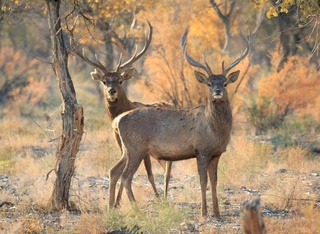 11 января - Международный день заповедников и национальных парков