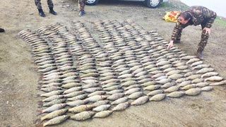 Ноқонуний ов ҳайвонот дунёсига катта зарар келтирди