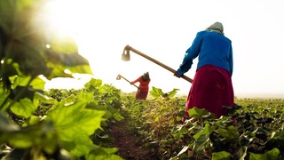 ФАО оказывает техническую помощь для формулирования инклюзивных и гендерно-ответственных решений в сфере сельского хозяйства
