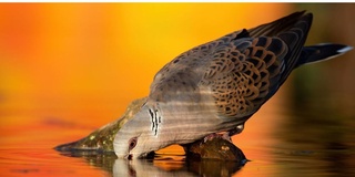 Келгуси беш йил ичида глобал ўртача ҳарорат рекорд даражага етади – ЖМТ