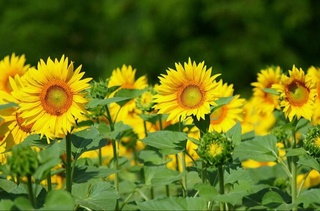 The cultivation of oilseeds will be developed in Uzbekistan