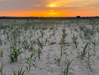 A plant resistant to high salinity levels has been tested on the drained bottom of the Aral Sea