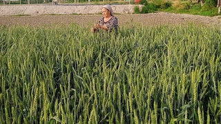 Dehqonning hosildorlikdan manfaati boʻlsin