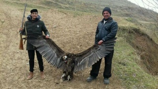 Ўзбекистон "Қизил китоб"ига киритилган тасқара овланди