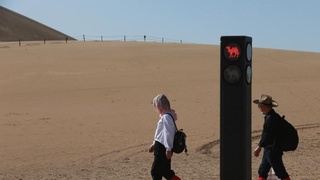 Светофор для верблюдов появился в Китае