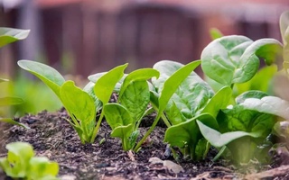 Ученые Калифорнийского университета намерены создать съедобную вакцину из шпината