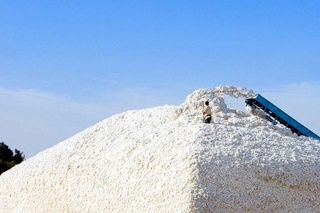 Oʻzbekistonda 2020-yilda yetishtirilgan paxta xomashyosining minimal narxlari belgilandi