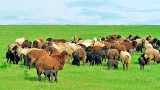 Инвестиции в животноводство: удовлетворение внутреннего спроса и увеличение объема экспорта