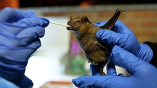 СМИ: ученые в Ухане хотели заразить коронавирусом летучих мышей в 2018 году