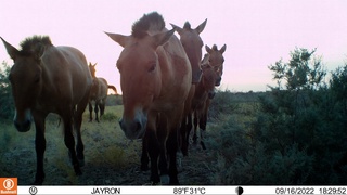 Ноёб тур бўлган Пржевалский отлари фотоқопқонга тушди