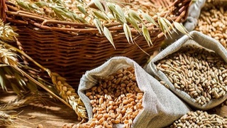 Юртимизда қанча дон экинлари етиштирилмоқда?