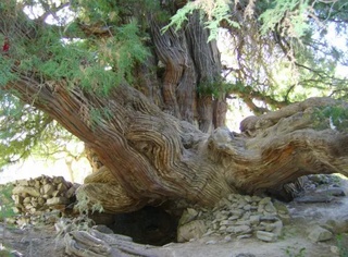 Ўзбекистоннинг кўп асрлик дарахтлари MonumentalTrees.com халқаро рўйхатига киритилди